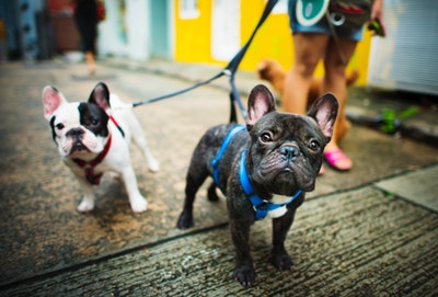 Two french bulldogs on leads