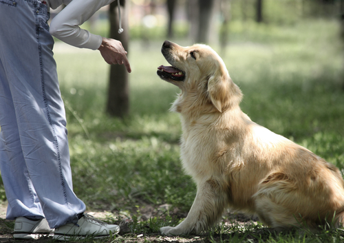 What? My Dog Doesn’t Need Training!